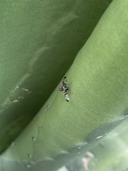 Pseudodyscrasis scutellaris