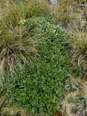 Brachyglottis adamsii