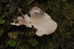 Heterobasidion parviporum