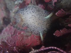 Acanthodoris rhodoceras