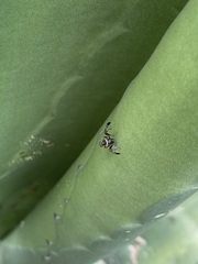 Pseudodyscrasis scutellaris