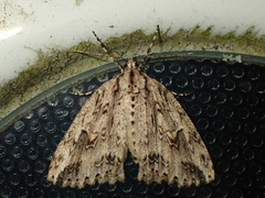 Pseudocoremia rudisata