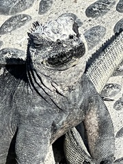 Amblyrhynchus cristatus hassi