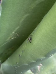 Pseudodyscrasis scutellaris