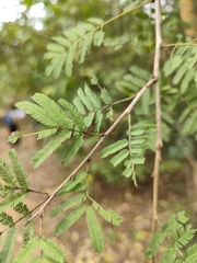 Vachellia leucophloea