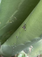 Pseudodyscrasis scutellaris