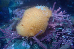 Acanthodoris lutea