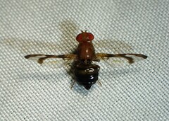 Ulidiidae