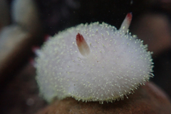 Acanthodoris nanaimoensis