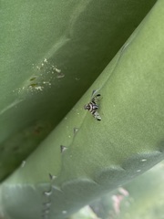 Pseudodyscrasis scutellaris