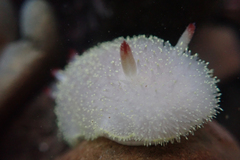 Acanthodoris nanaimoensis