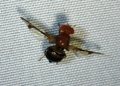 Ulidiidae