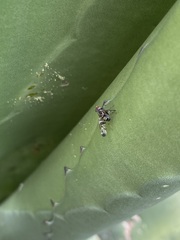 Pseudodyscrasis scutellaris