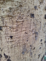 Vachellia leucophloea