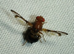 Ulidiidae