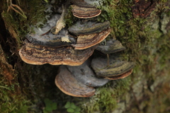 Heterobasidion parviporum