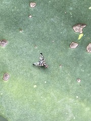 Pseudodyscrasis scutellaris