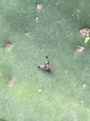 Pseudodyscrasis scutellaris