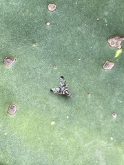 Pseudodyscrasis scutellaris