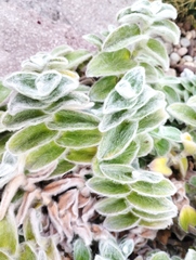 Tradescantia sillamontana