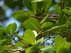 Calophyllum apetalum