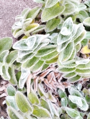 Tradescantia sillamontana