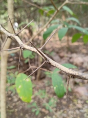 Vachellia leucophloea