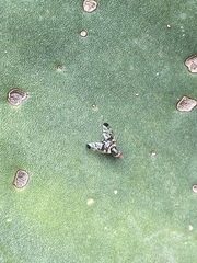 Pseudodyscrasis scutellaris