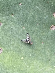 Pseudodyscrasis scutellaris