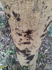 Vachellia leucophloea