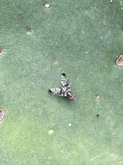 Pseudodyscrasis scutellaris