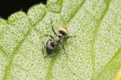 Polyrhachis mjobergi