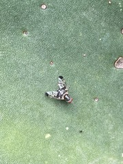 Pseudodyscrasis scutellaris