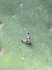 Pseudodyscrasis scutellaris