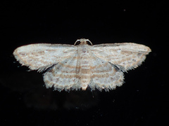 Araeopteronini