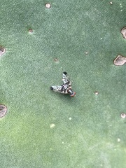Pseudodyscrasis scutellaris
