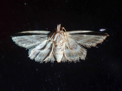 Araeopteronini