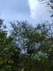 Vachellia leucophloea