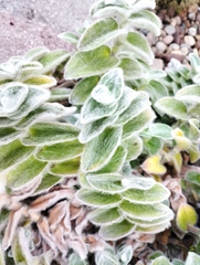Tradescantia sillamontana