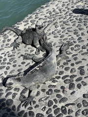 Amblyrhynchus cristatus hassi