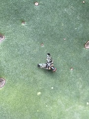 Pseudodyscrasis scutellaris