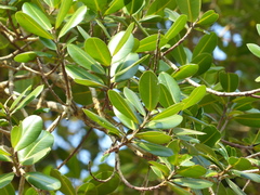 Calophyllum apetalum