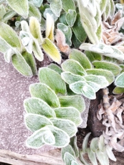 Tradescantia sillamontana