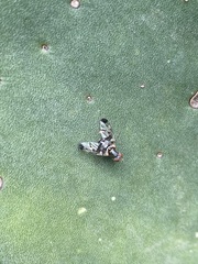 Pseudodyscrasis scutellaris