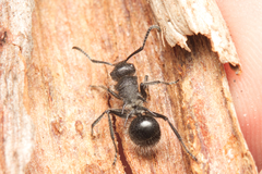 Polyrhachis punctiventris