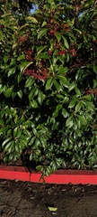 Photinia serratifolia