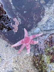 Leptasterias hexactis