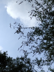 Vachellia leucophloea