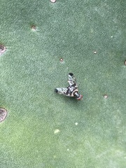 Pseudodyscrasis scutellaris