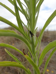 Amblyopone australis